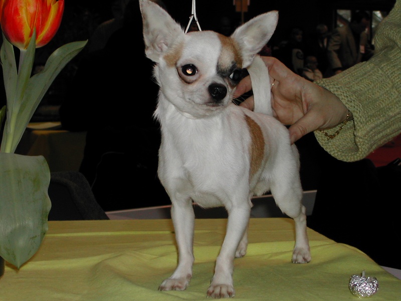 Les Chihuahua de l'affixe De Plessibelliere