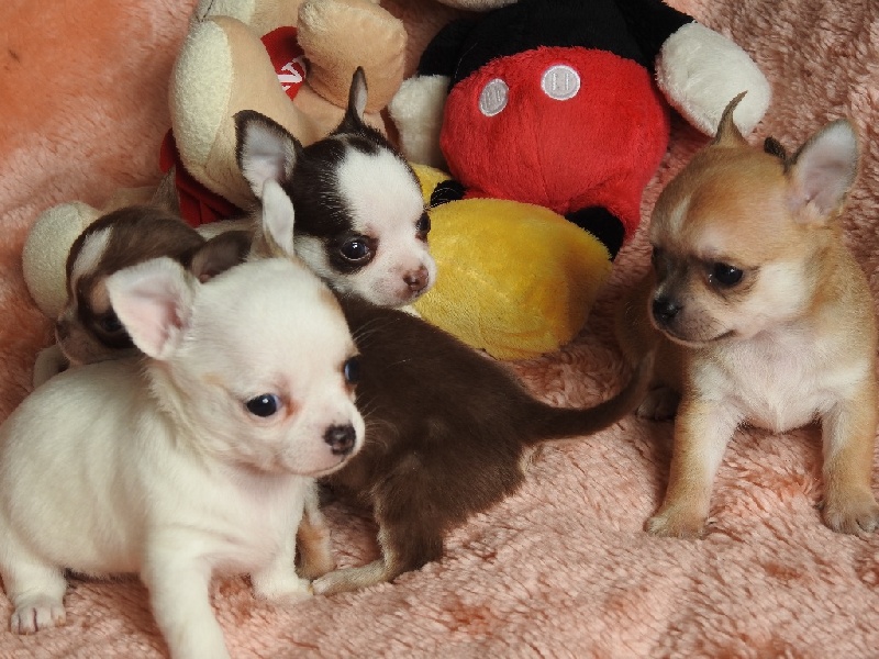 chiot Chihuahua De Plessibelliere