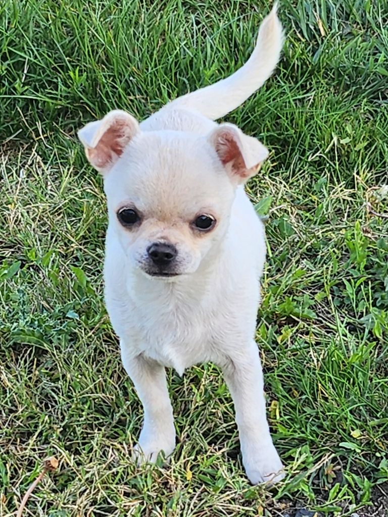 De Plessibelliere - Chiot disponible  - Chihuahua