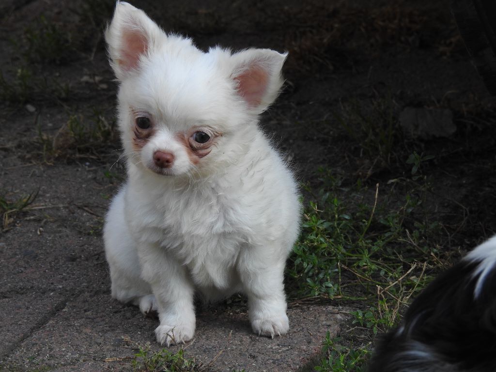 De Plessibelliere - Natty adorable petite Chihuahua poil long disponible (vendu)