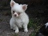  - Natty adorable petite Chihuahua poil long disponible (vendu)