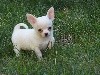  - 2 superbes chiots mâles Chihuahua disponibles