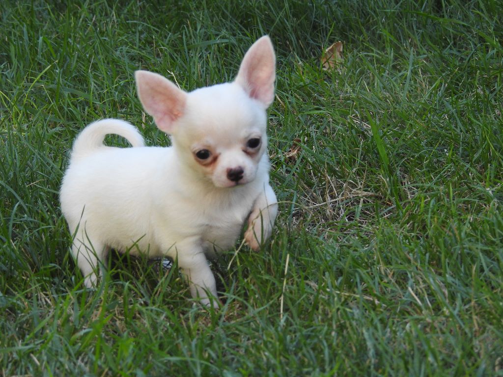 De Plessibelliere - 2 superbes chiots mâles Chihuahua disponibles