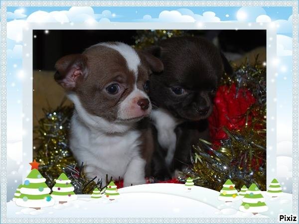 chiot Chihuahua De Plessibelliere