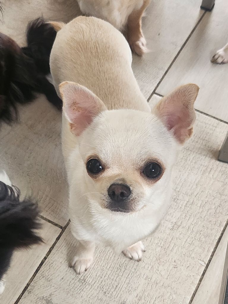 De Plessibelliere - Chiot disponible  - Chihuahua