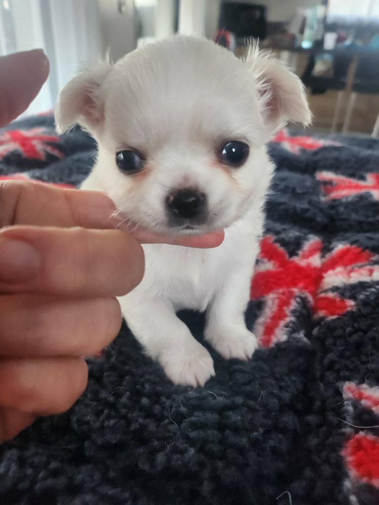 De Plessibelliere - Chiot disponible  - Chihuahua