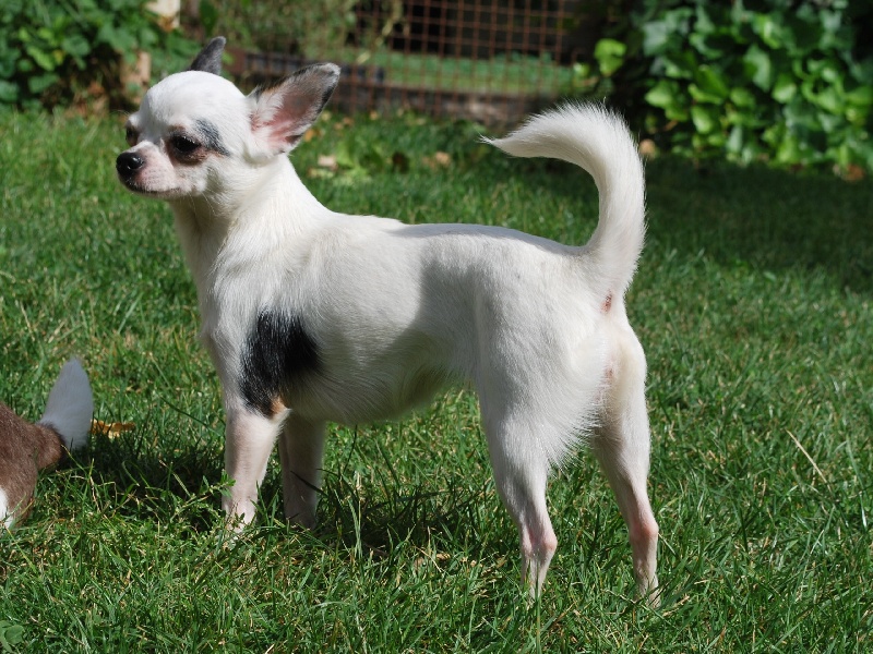 Dédicace-star De Plessibelliere