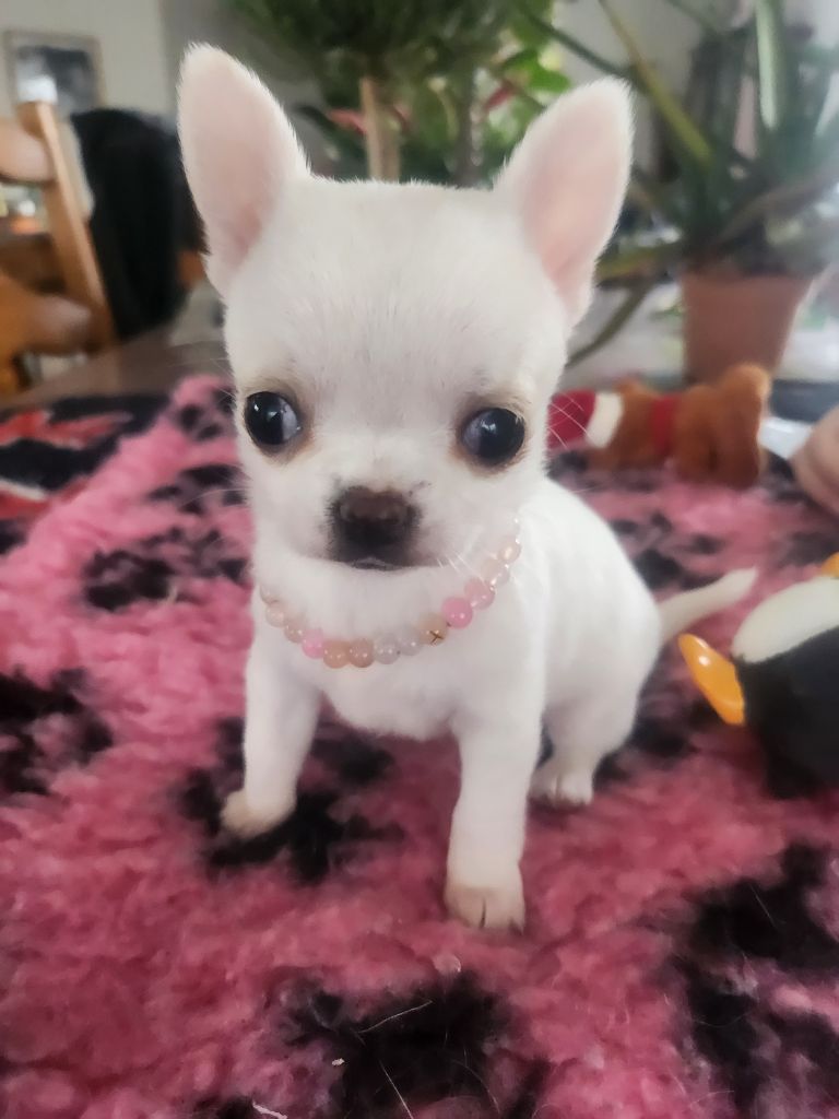 De Plessibelliere - Chiots disponibles - Chihuahua