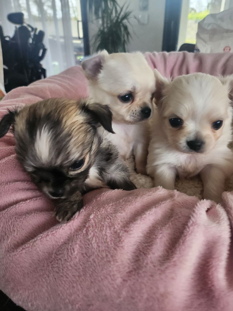 Chiot Chihuahua De Plessibelliere