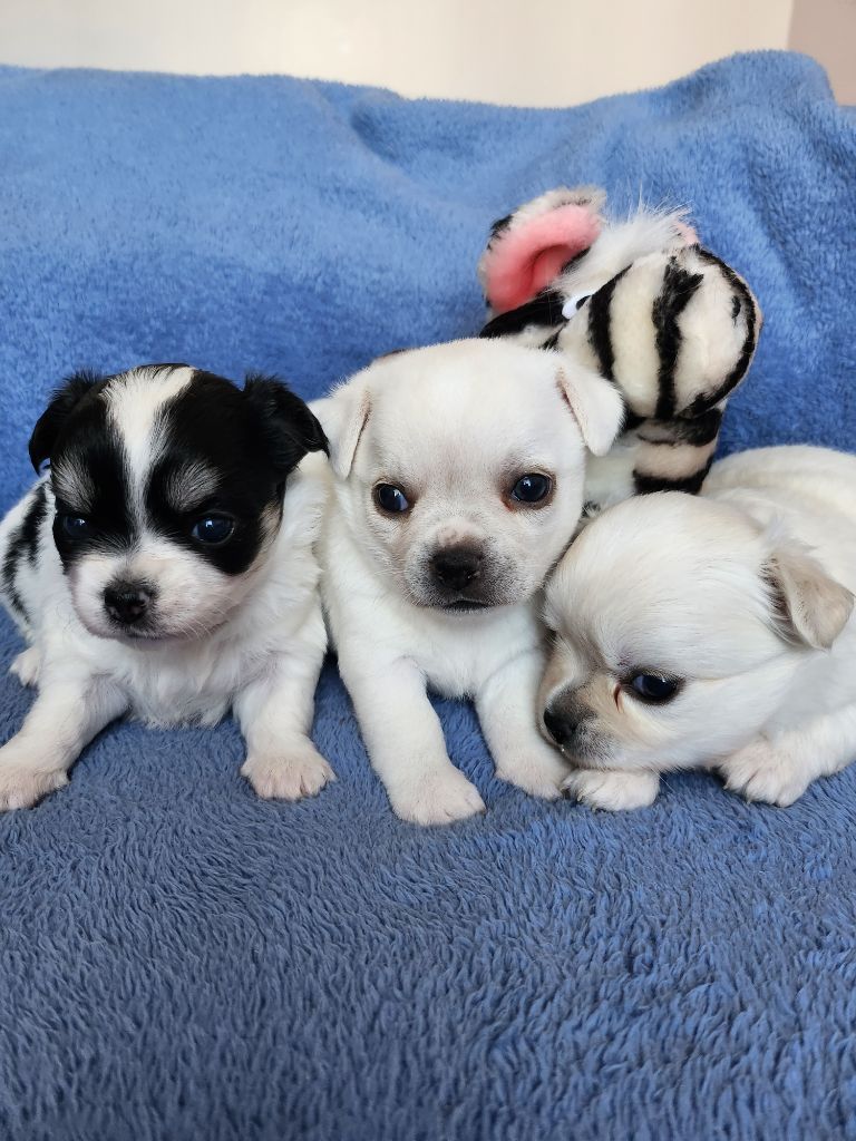 Chiot Chihuahua De Plessibelliere
