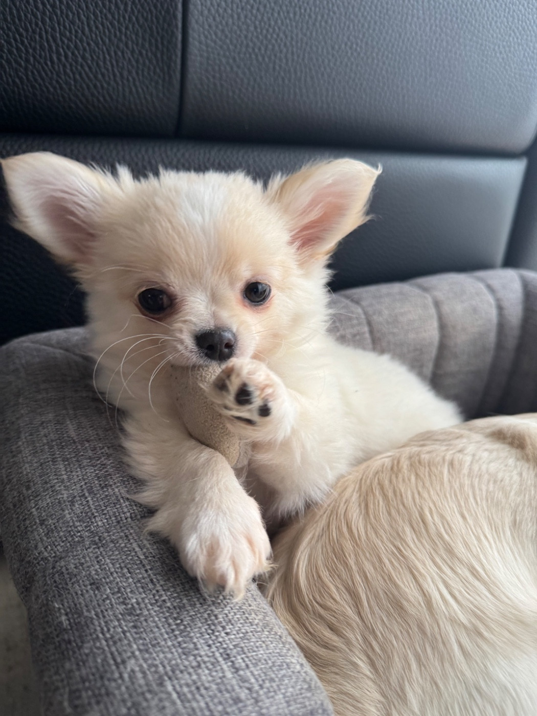 De Plessibelliere - Chiots disponibles - Chihuahua