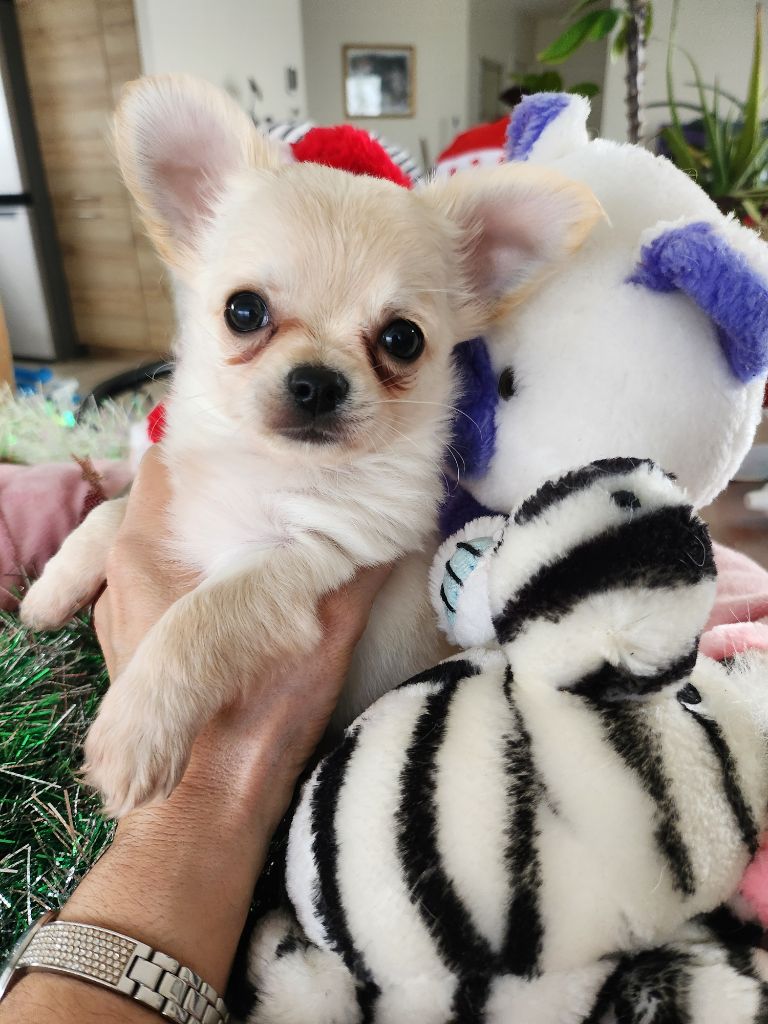 De Plessibelliere - Chiots disponibles - Chihuahua