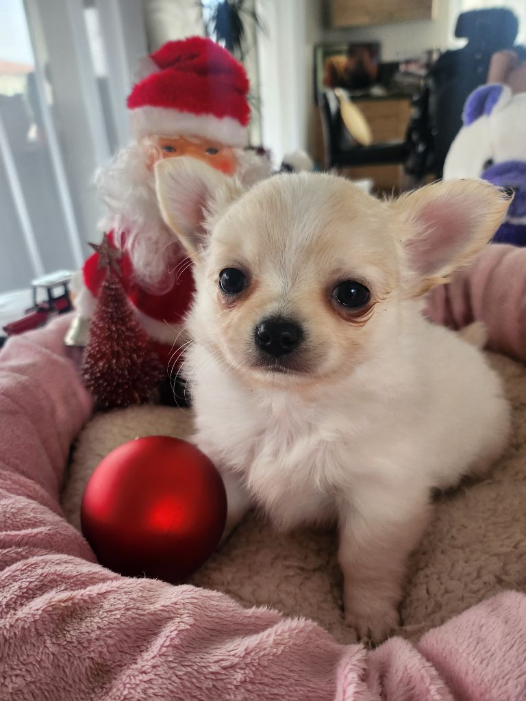 De Plessibelliere - Chiots disponibles - Chihuahua