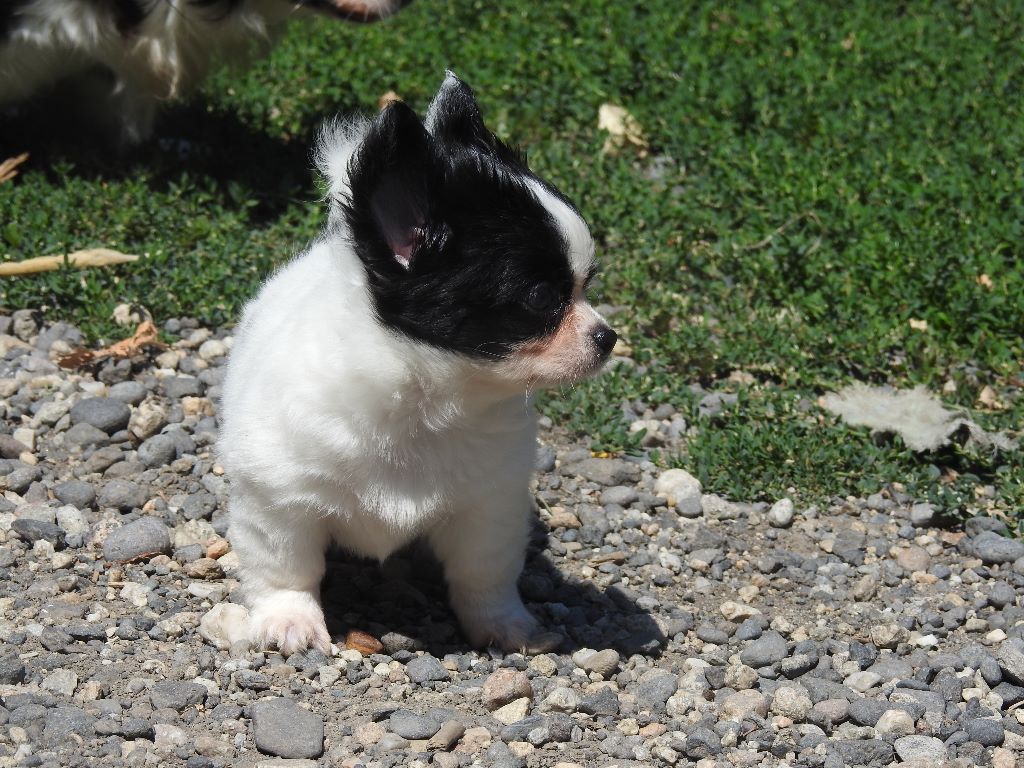 De Plessibelliere - Chihuahua - Portée née le 12/06/2019